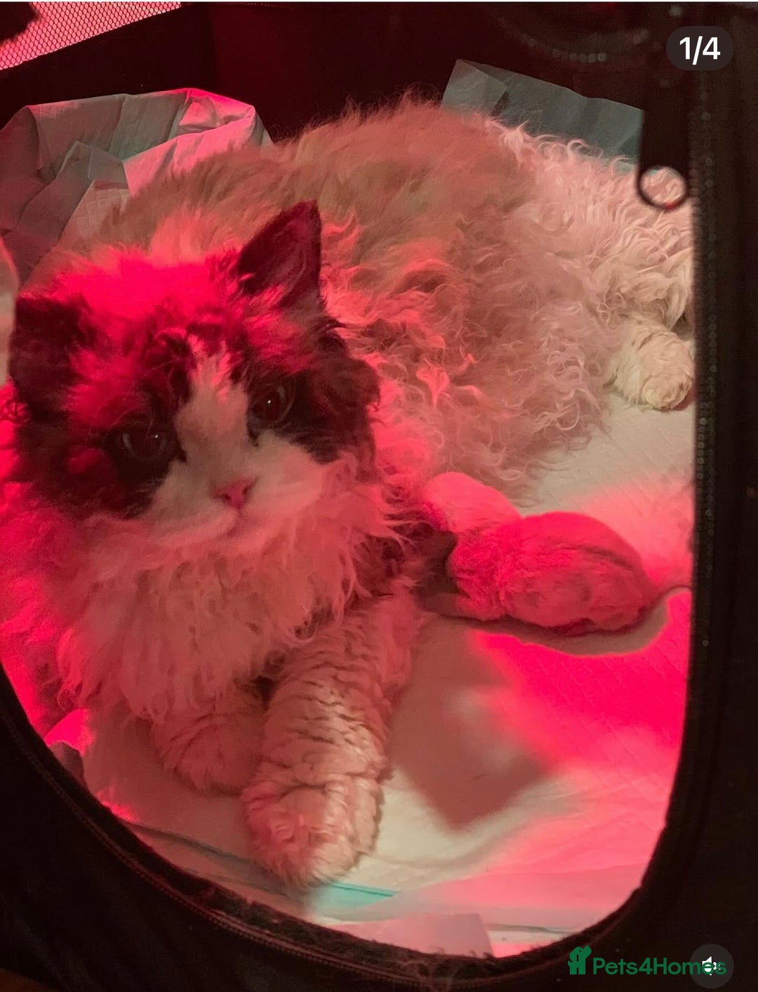 Selkirk Rex cats for sale: Gorgeous Selkirk Rex - Image 18