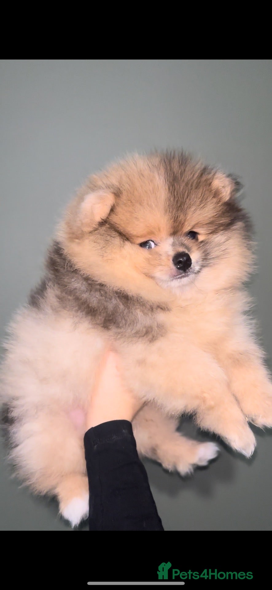 Pomeranian dogs Outstanding teddy sable Pomeranian - Advert 14