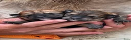 Mixed Breed dogs for sale: Unique Poo-Shi puppies - Advert 18
