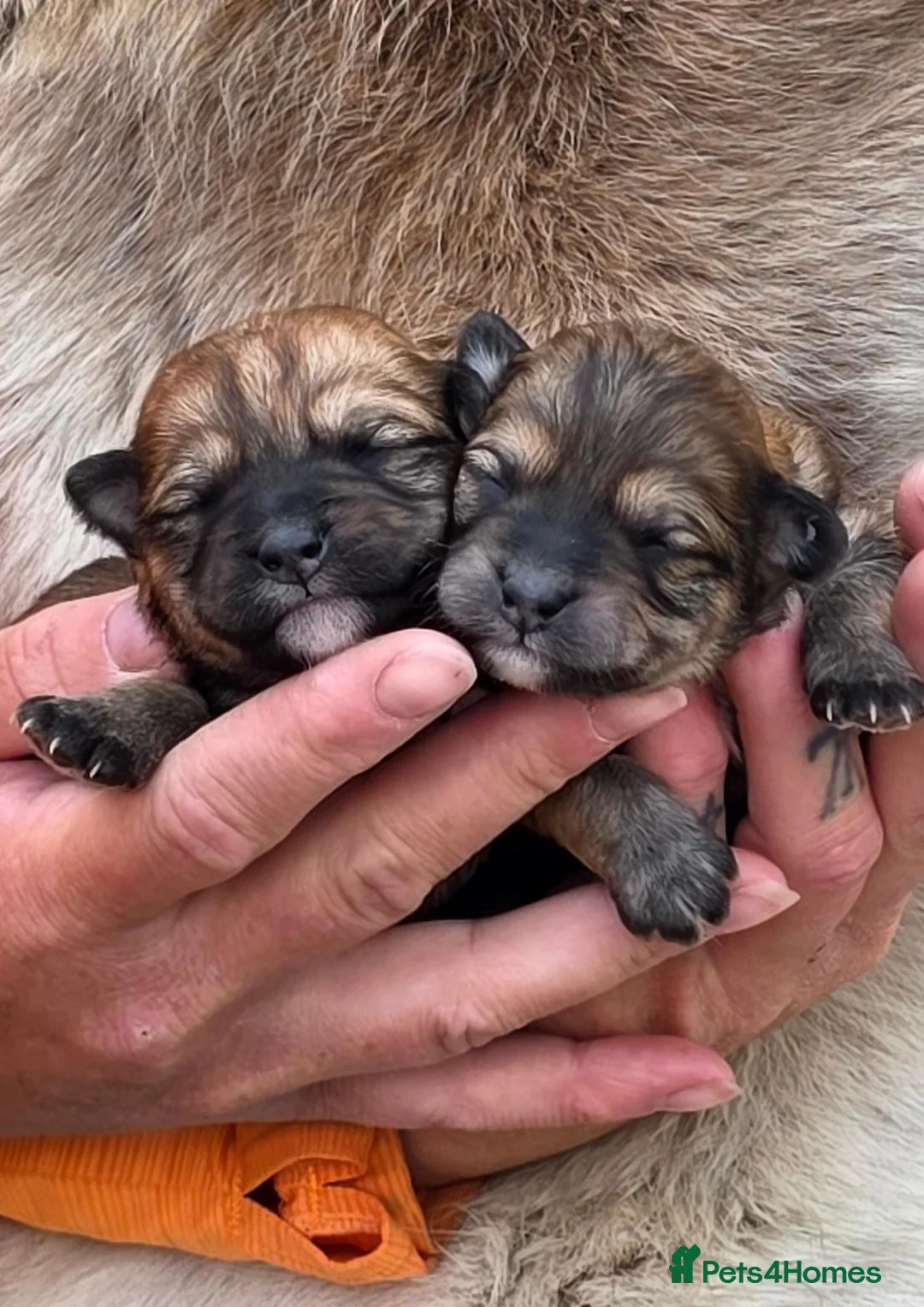 Mixed Breed dogs for sale: Unique Poo-Shi puppies - Advert 18