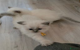 Ragdoll cats for sale: Blue mitted 🐾 Ragdoll kittens 😻 - Image 12