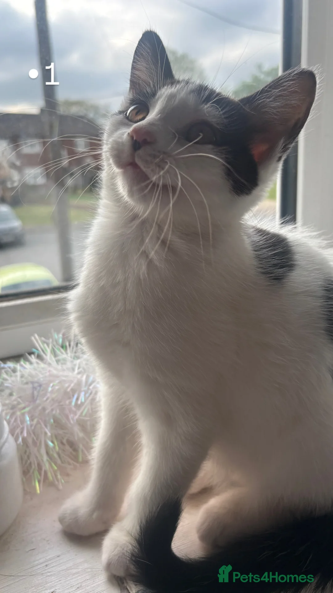 Mixed Breed cats for sale: 2 female kittens - Advert 1