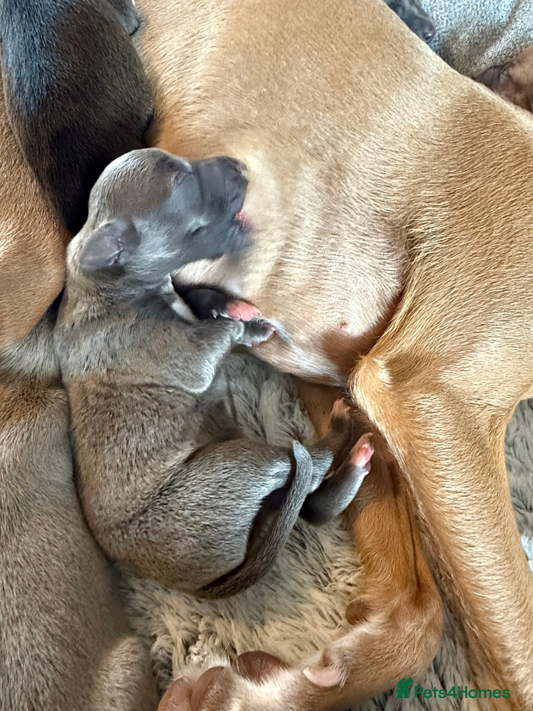 Italian Greyhound dogs for sale: Italian greyhound 4 gorgeous boys 💙 - Image 3