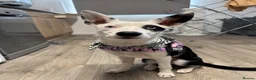 Welsh Collie dogs for sale: Patch  in Trowbridge - Advert 1