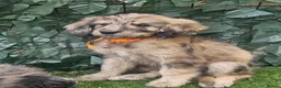 Goldendoodle dogs for sale: Beautiful f1 Goldendoodles  - Advert 13