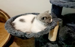 British Shorthair cats for sale: Gorgeous Blue Bicolour British Shorthair Male - Image 17