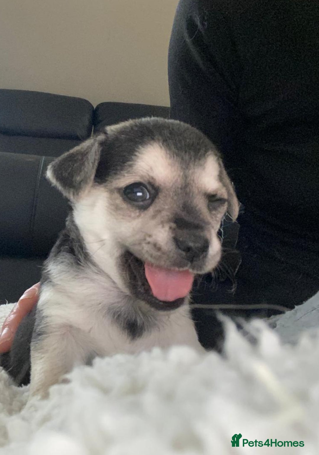 Chihuahua dogs for sale: Beautiful chihuahua pups - Advert 9