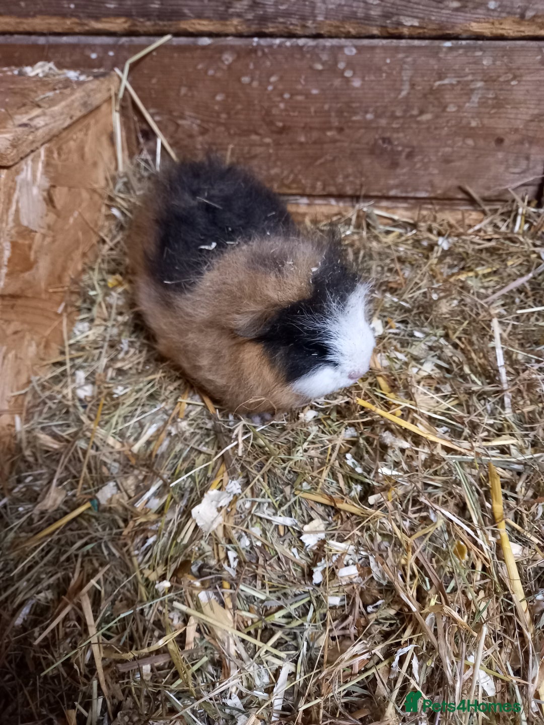 Guinea Pig rodents for sale: Swiss baby guinea-pigs  - Advert 12