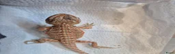 Bearded Dragon reptiles for sale: Baby bearded dragons mixed colours - Advert 3