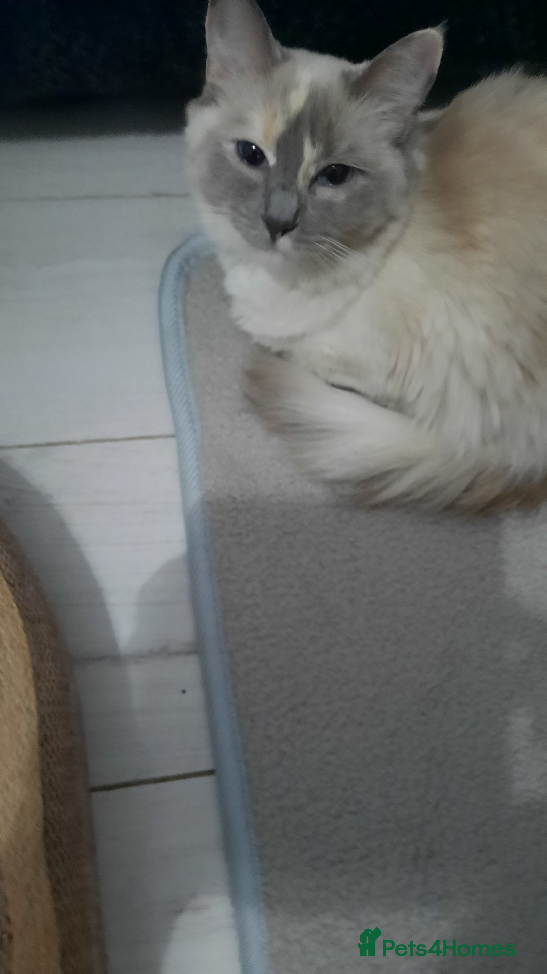 Ragdoll cats for sale: Tortie Ragdoll female  - Advert 4