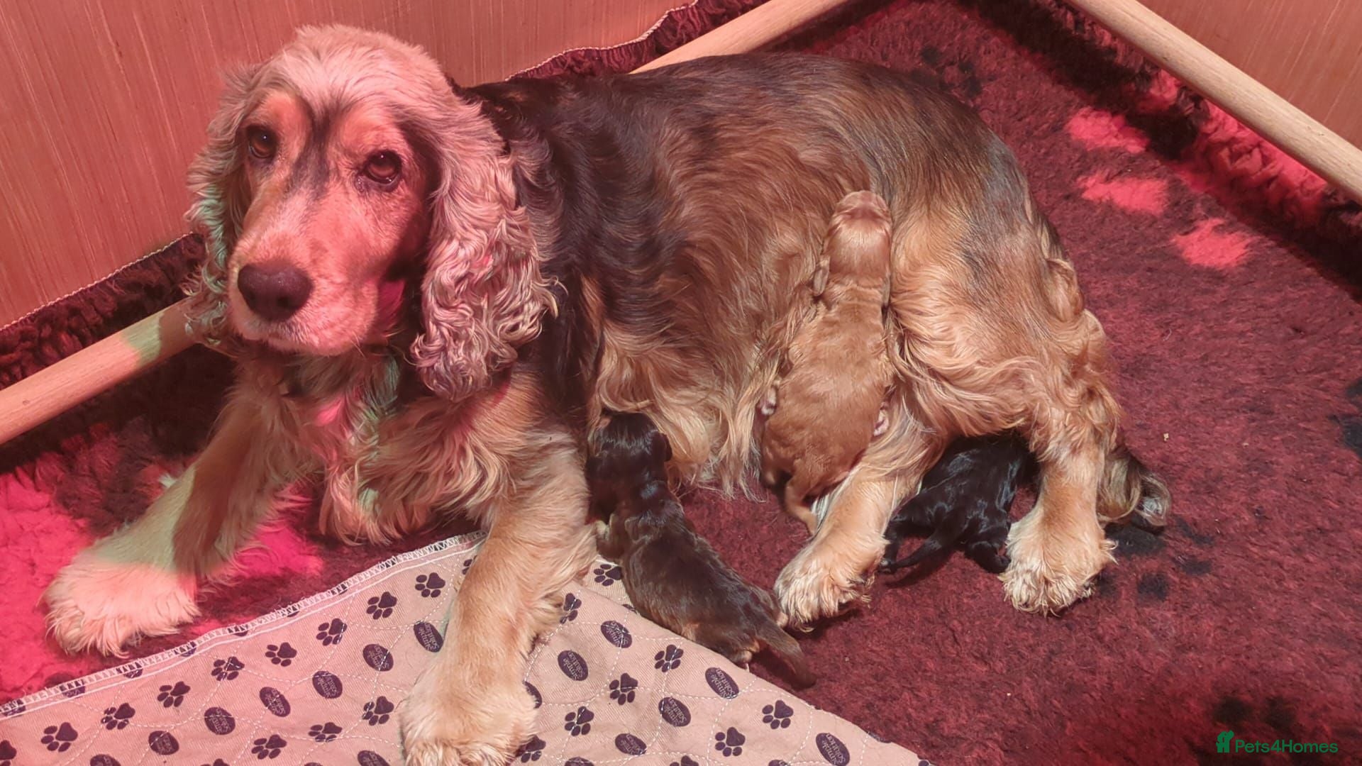 Cocker Spaniel dogs Beautiful Sable Show Cocker Spaniels - Advert 1
