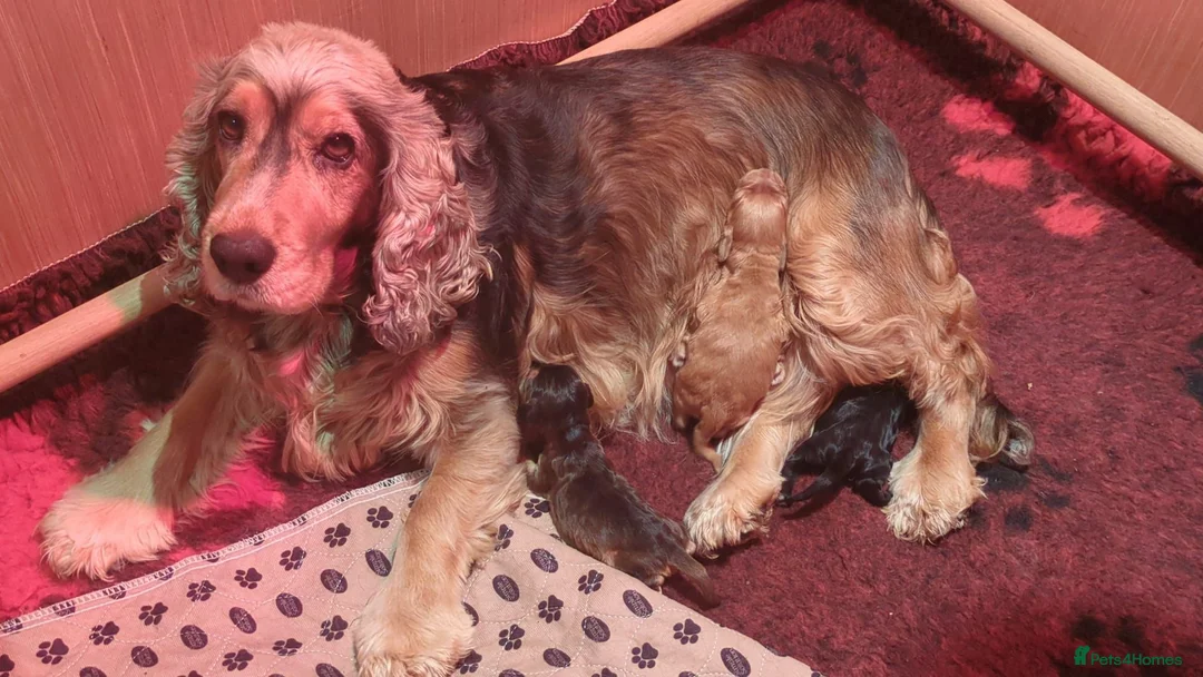 Cocker Spaniel dogs for sale: Beautiful Sable Show Cocker Spaniels - Advert 1