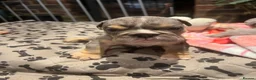 English Bulldog dogs for sale: BEAUTIFUL ENGLISH BULLDOGS  - Advert 16
