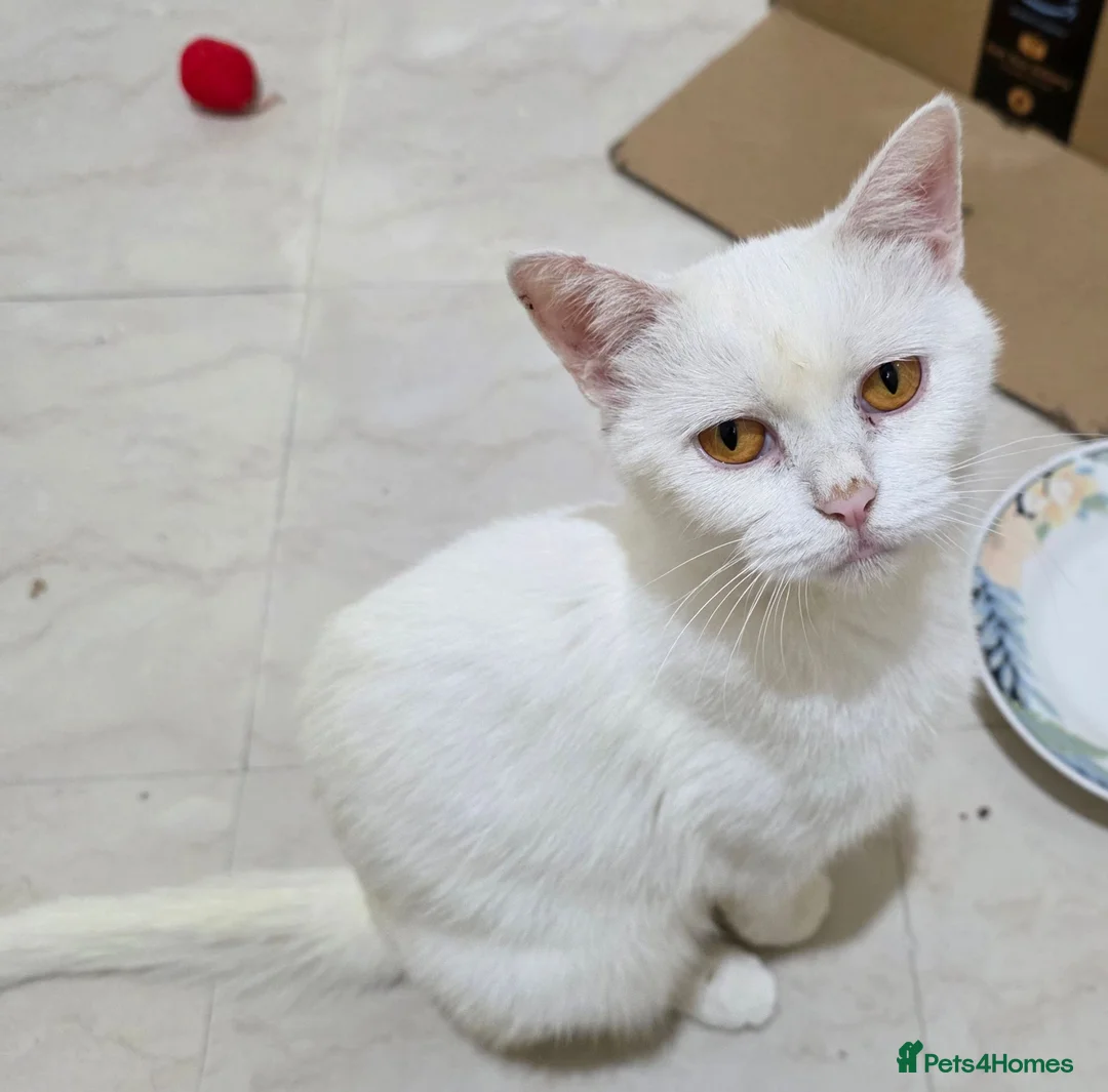 Mixed Breed cats for adoption: Mummy Mimi - Advert 3