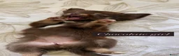 Chihuahua dogs for sale: Beautiful chihuahuas in Badminton - Advert 13