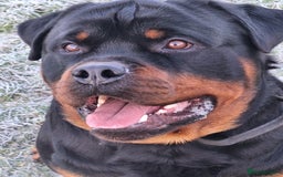 Rottweiler dogs for stud: Kc registered proven big rottweiler stud in Aylesbury - Image 2