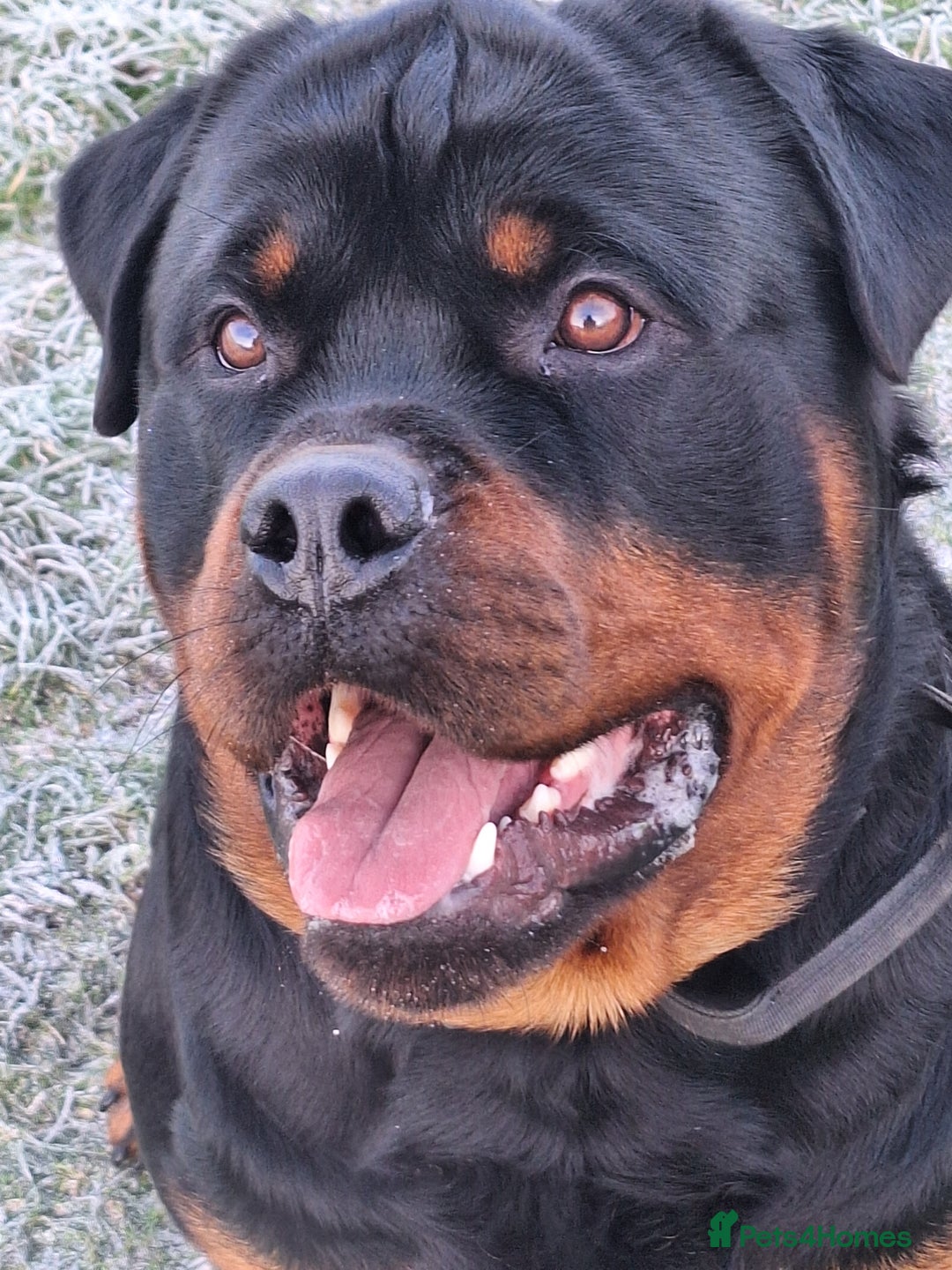 Rottweiler dogs for stud: Kc registered proven big rottweiler stud in Aylesbury - Image 2