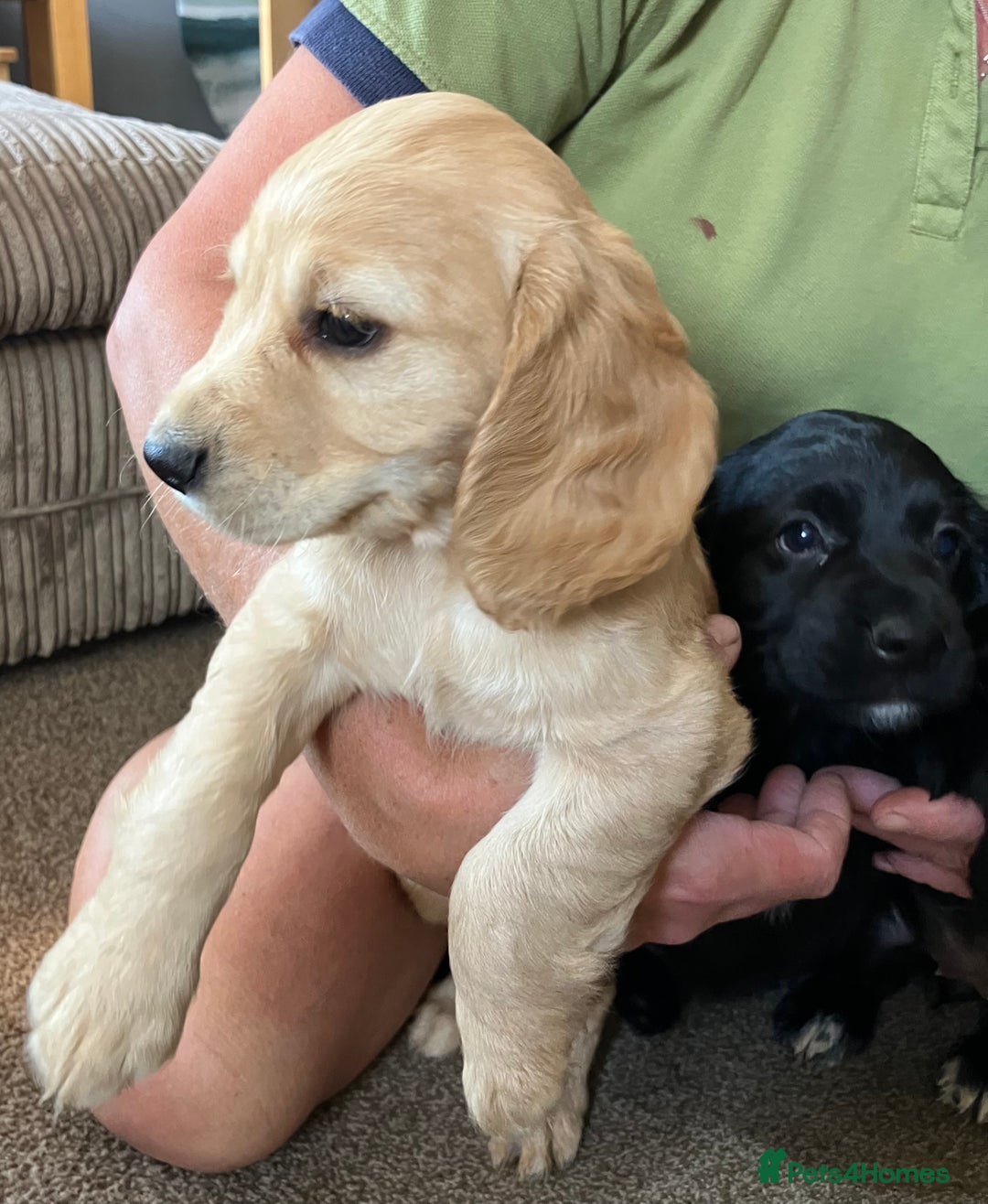 Cocker Spaniel dogs for sale: Working cocker spaniel pups  - Image 16