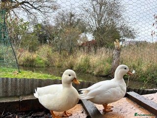 Ducks poultry - Advert 1