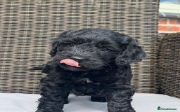 Cockapoo dogs for sale: F1 Cockapoo pups - Image 1