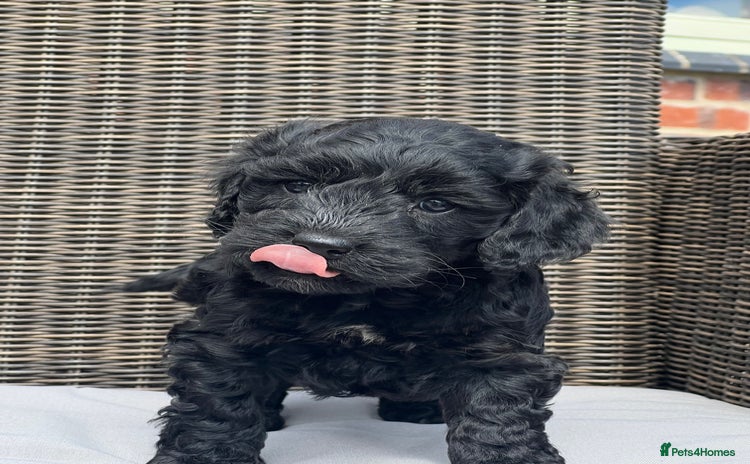 Cockapoo dogs - Advert 14