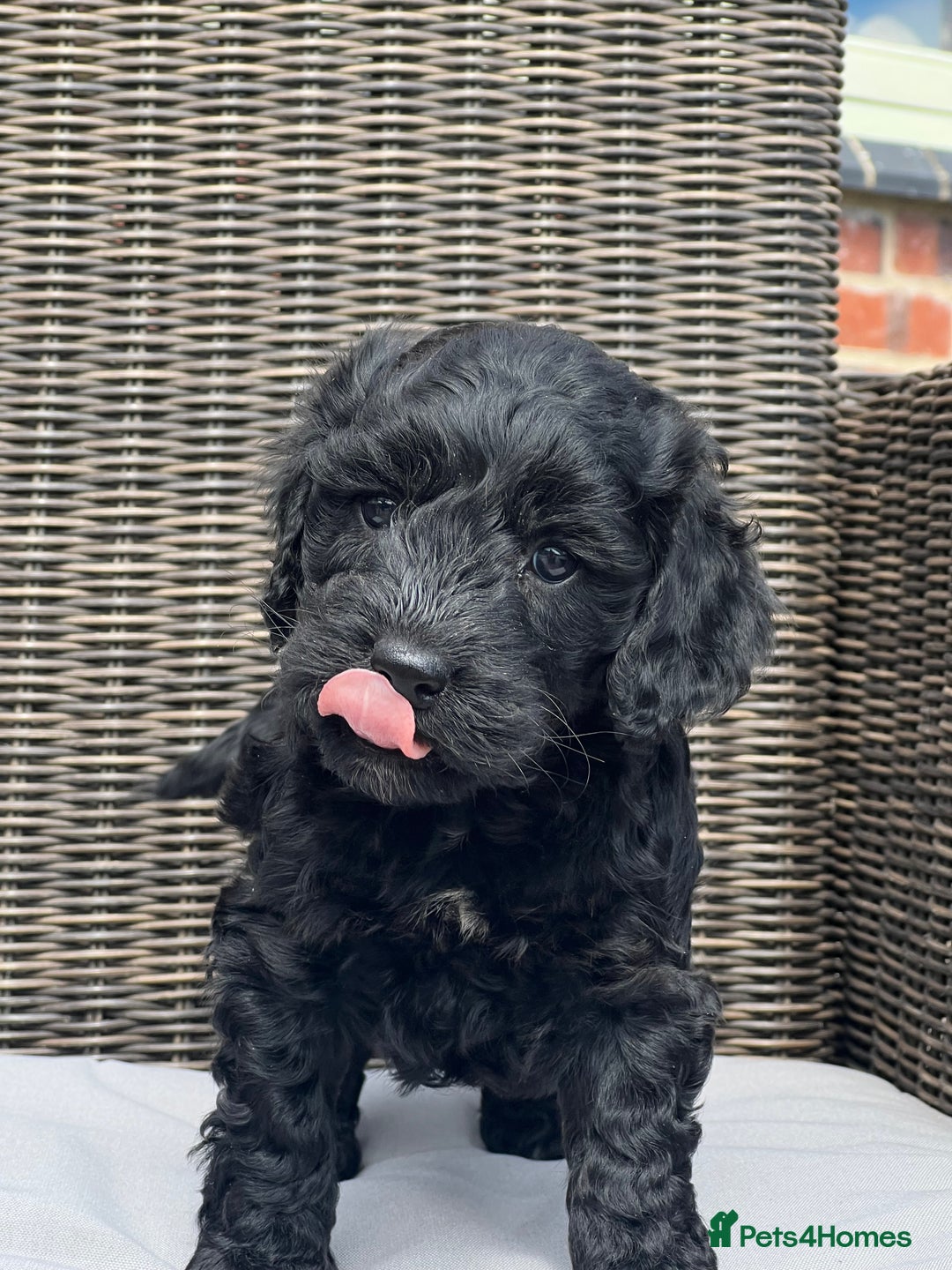 Cockapoo dogs for sale: F1 Cockapoo pups - Image 1
