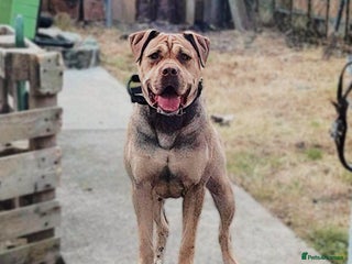 Mixed Breed dogs Roxy CorsoMix - Advert 4