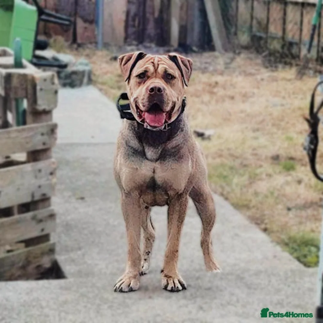 Mixed Breed dogs for sale: Roxy CorsoMix - Advert 2