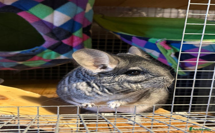 Chinchilla rodents 2 chinchillas for sale with cage  - Advert 1