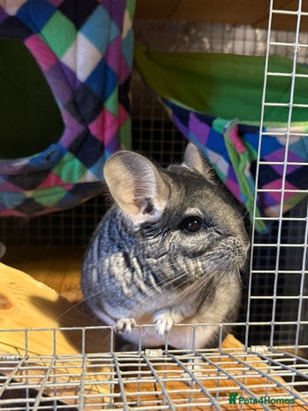 Chinchilla rodents 2 chinchillas for sale with cage - Advert 2