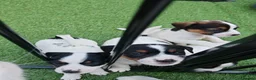 Jack Russell dogs for sale: BEAUTIFUL JACK RUSSELL PUPPIES AVAILABLE - Advert 6
