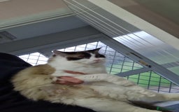 Ragdoll cats for sale: Baby boy - Image 4