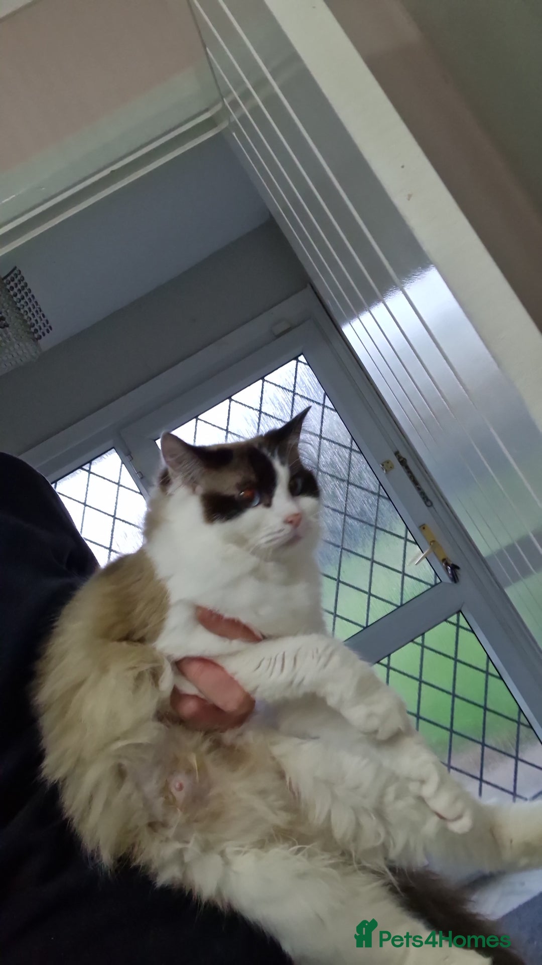 Ragdoll cats for sale: Baby boy - Image 4
