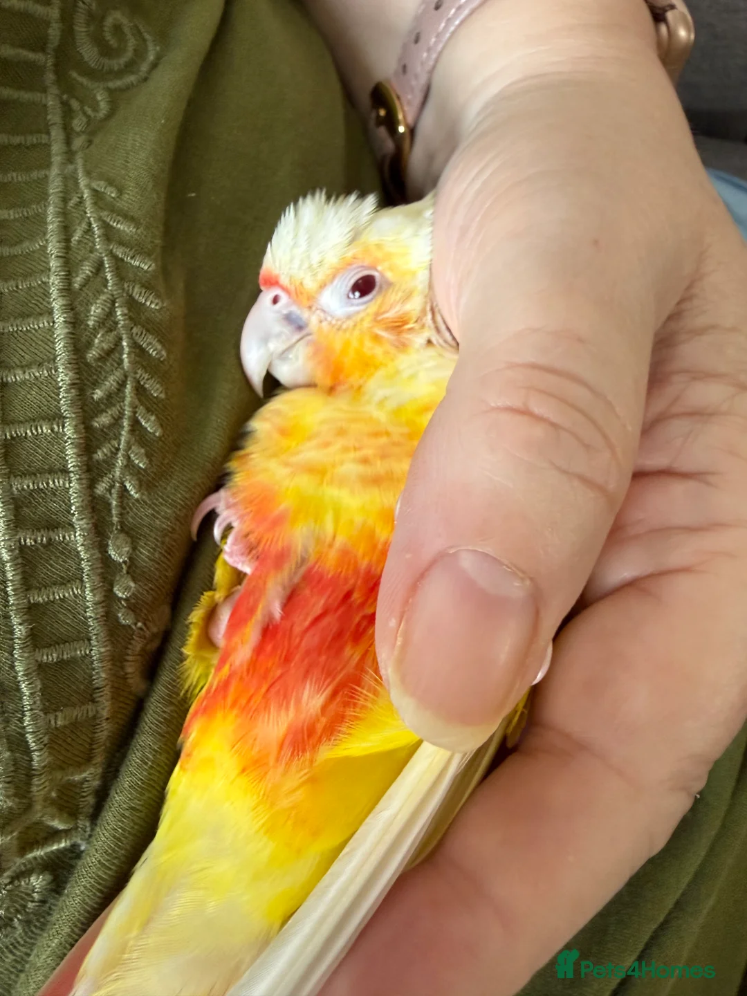 Conures birds for sale: Very Rare Lutino h/r Green Cheek Conure - Advert 4