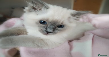 Ragdoll cats - Advert 16