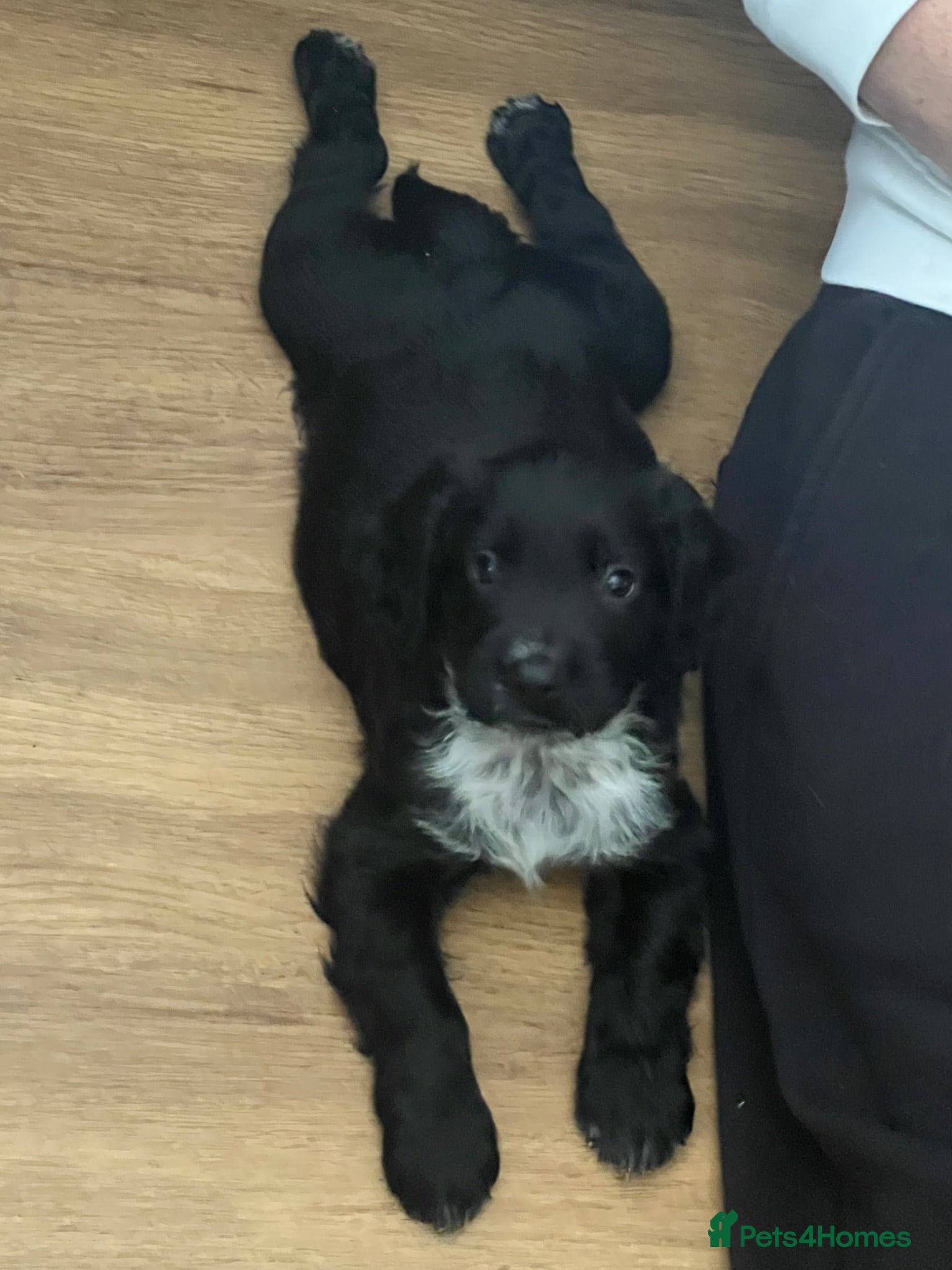 Sprocker dogs Sprocker pups, 2 boys left, ready now - Advert 4