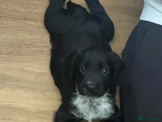 Sprocker dogs Sprocker pups, 2 boys left, ready now - Advert 4