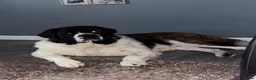 Saint Bernard dogs for sale: Saint Bernard male 2 years old  - Advert 4