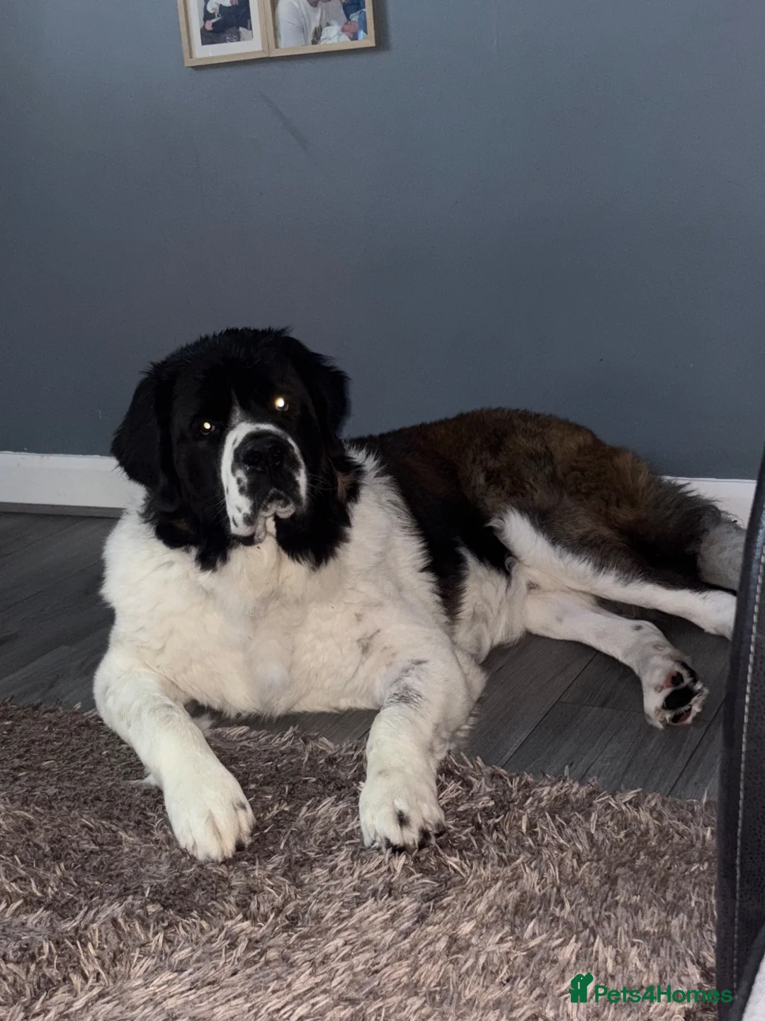 Saint Bernard dogs for sale: Saint Bernard male 2 years old  - Advert 4