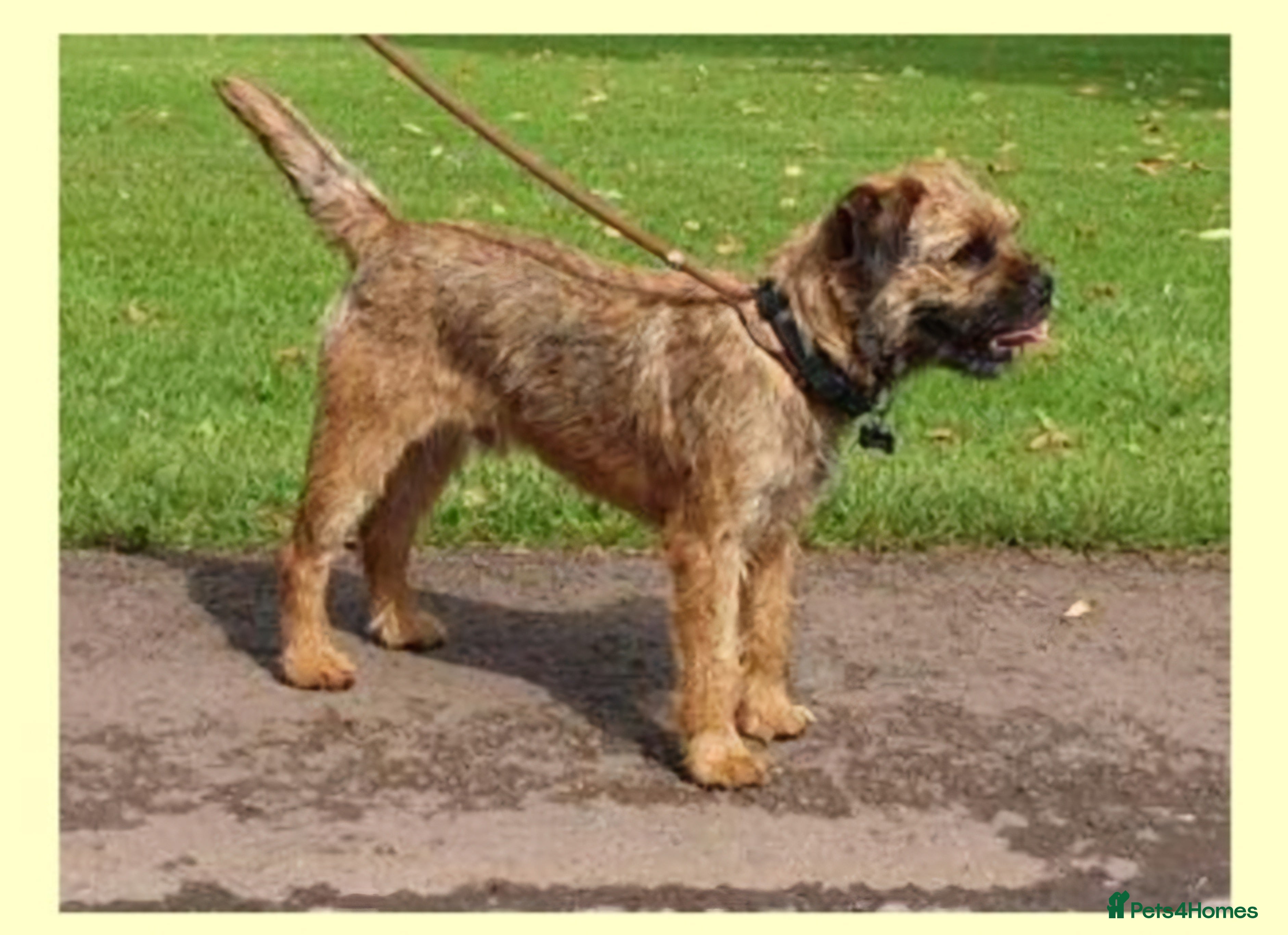Border Terrier dogs Exceptional quality border terrier stud dogs. in Coalville - Advert 4