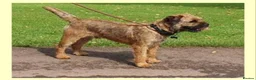 Border Terrier dogs for stud: Exceptional quality border terrier stud dogs. in Coalville - Advert 1