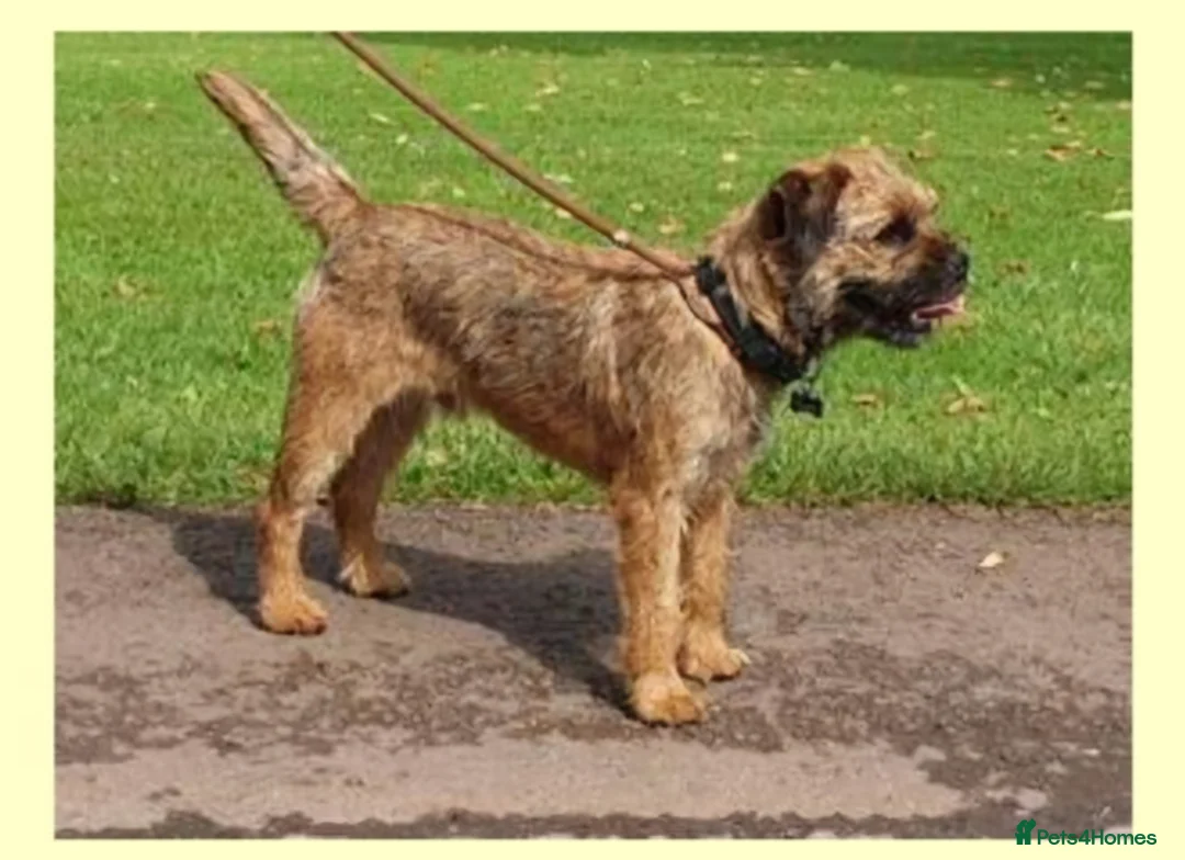 Border Terrier dogs for stud: Exceptional quality border terrier stud dogs. in Coalville - Advert 1
