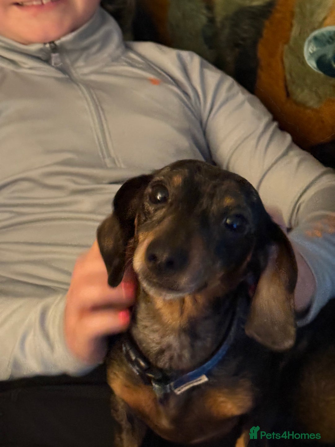 Miniature Dachshund dogs for sale: Adult Blue Dapple Boy - Advert 4