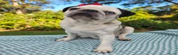 Pug dogs for sale: White KC Pug Boy Blue Eye only one left - Advert 5