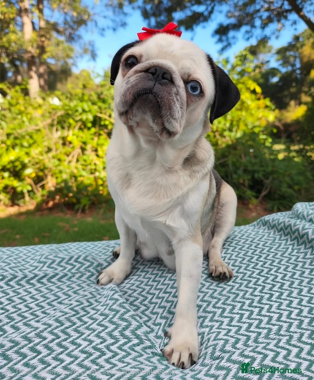 Pug dogs for sale: White KC Pug Boy Blue Eye only one left - Advert 5