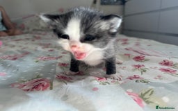 Mixed Breed cats for sale: Beautiful playful boy kittens  - Image 5