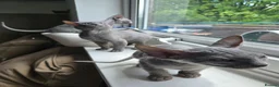 Sphynx cats for sale: Rare Light Blue Boys – Velour Coat & Stunning Eyes - Advert 2