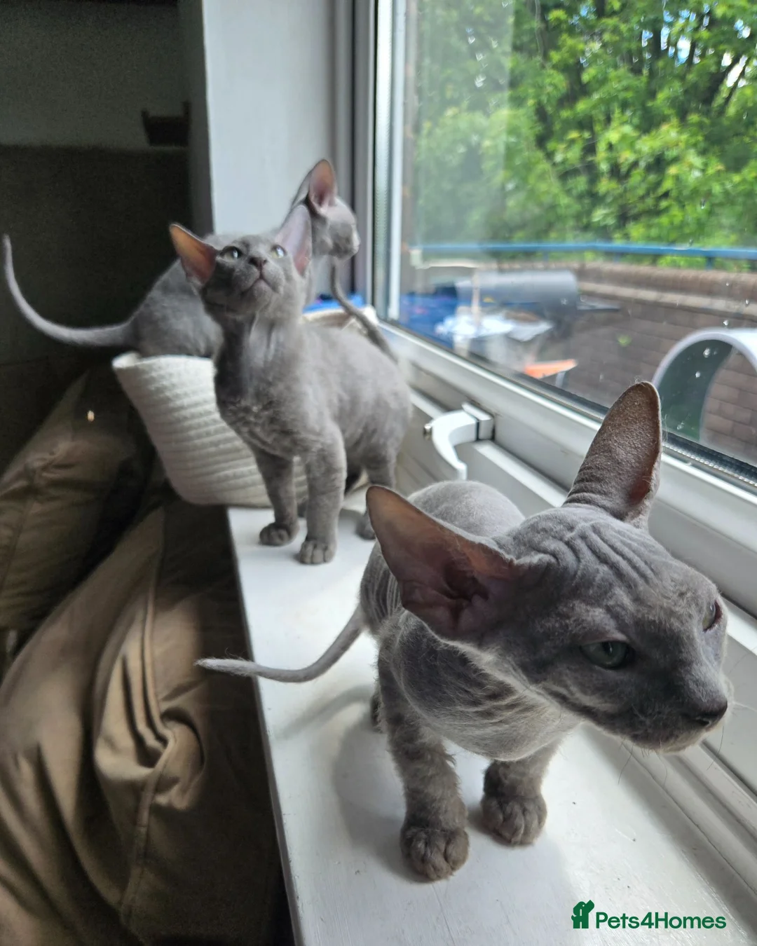 Sphynx cats for sale: Rare Light Blue Boys – Velour Coat & Stunning Eyes - Advert 2