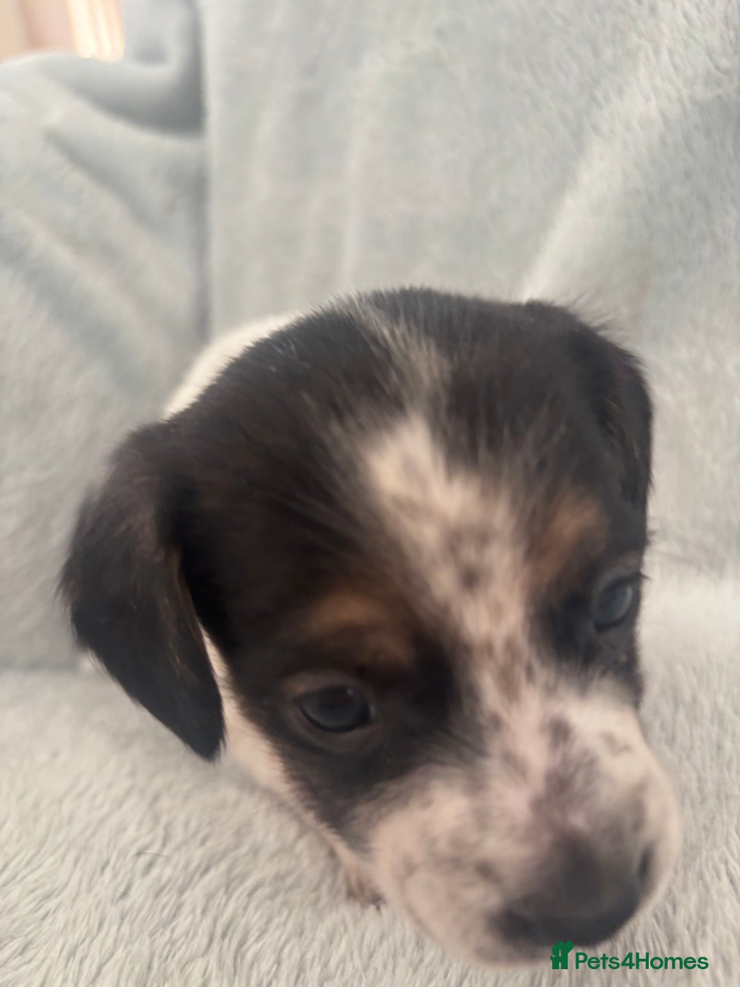 Mixed Breed dogs for sale: Unique mixed breed - Image 20