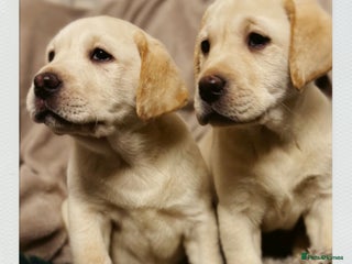 Labrador Retriever dogs Health Tested KC Labrador Pups for Sale - Advert 15